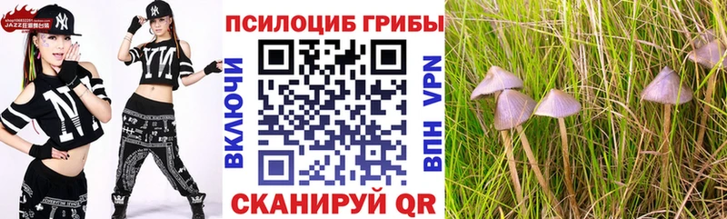 Купить где  Микунь  Псилоцибиновые грибы Cubensis 